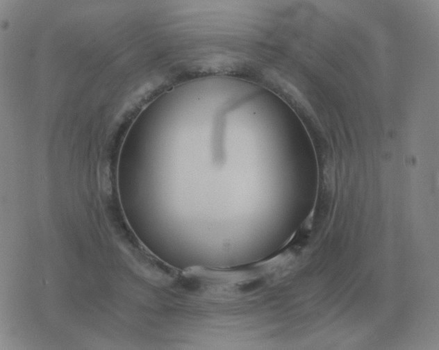 X0000076390403200610202109