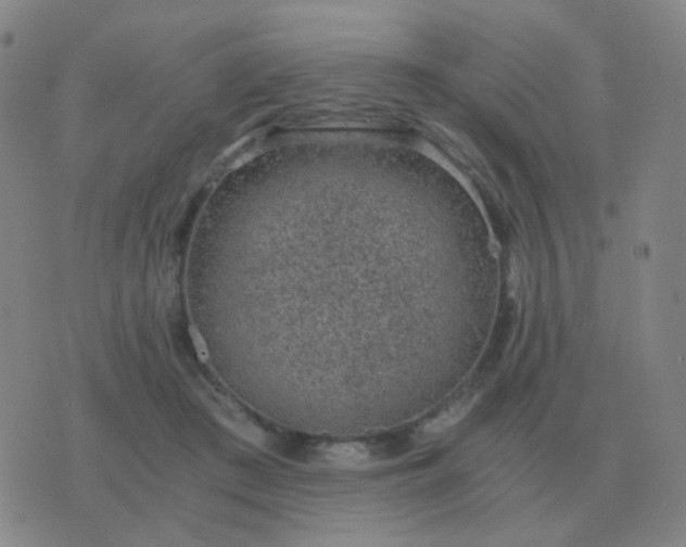 X0000076390409200610202109