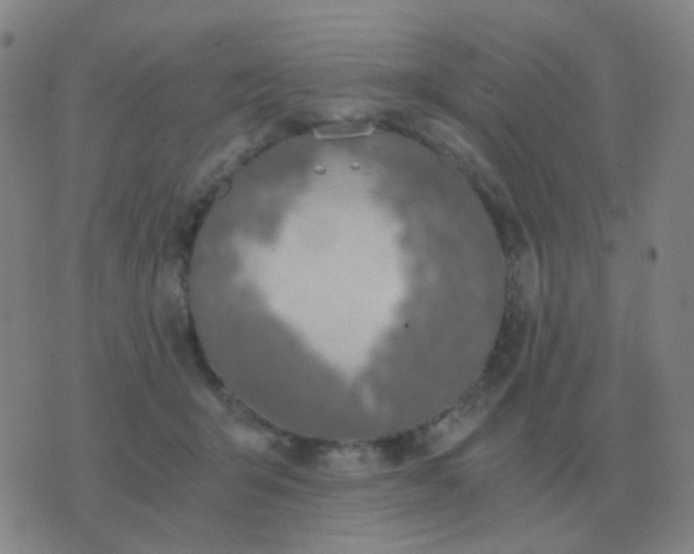 X0000076390415200610202109