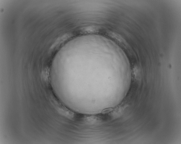 X0000076390423200610202109