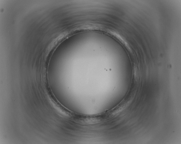 X0000076390445200610202108