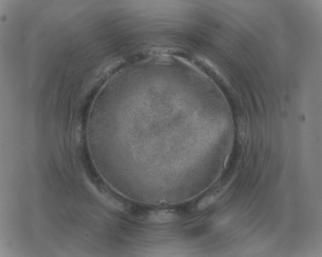 X0000076390451200610202108