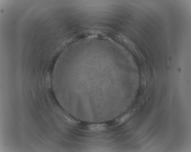 X0000076390465200610202109