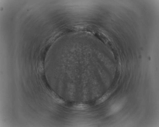 X0000076390467200610202109