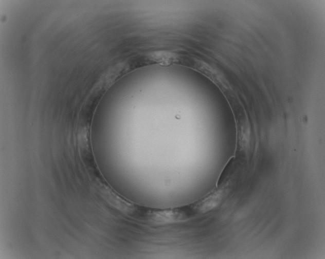 X0000076390473200610202109