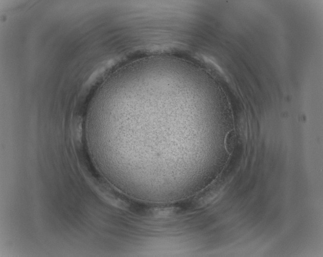 X0000076390495200610202108