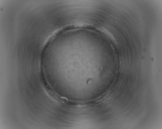 X0000076390496200610202108