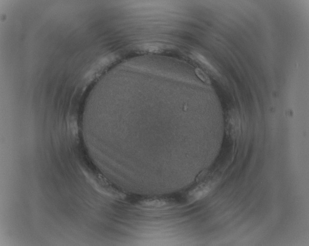 X0000076390500200610202108