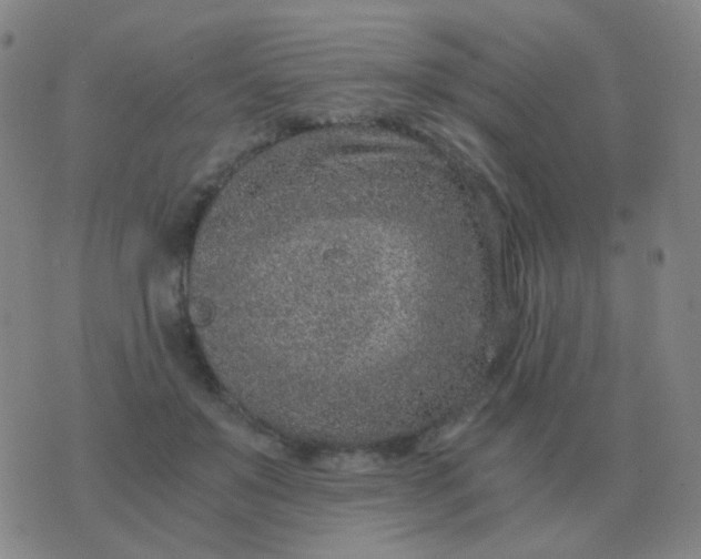 X0000076390503200610202108