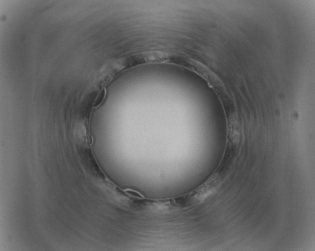 X0000076390523200610202107