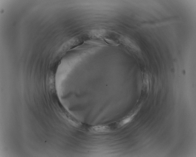 X0000076390526200610202107