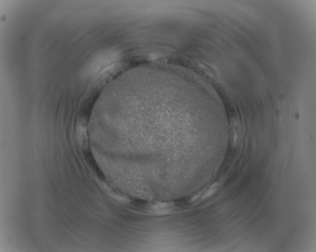 X0000076390527200610202107