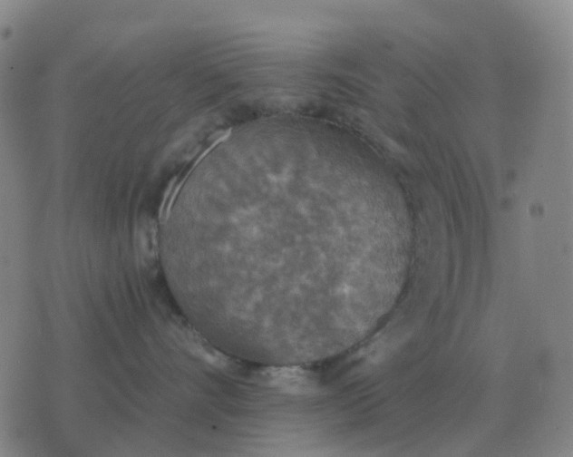 X0000076390528200610202107