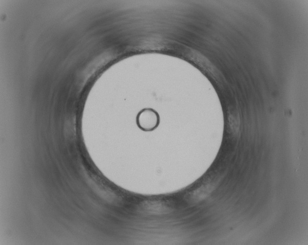 X0000076390534200610202107