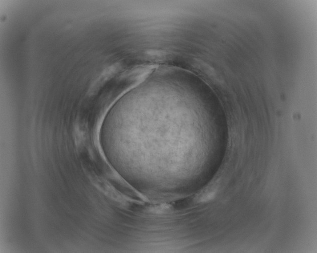 X0000076390576200610202107