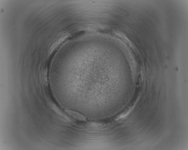 X0000076390585200610202106