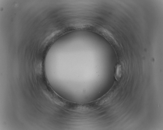 X0000076390596200610202106