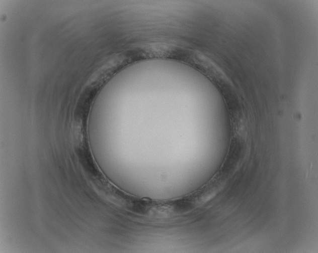 X0000076390599200610202106