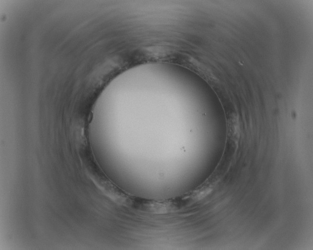 X0000076390615200610202106