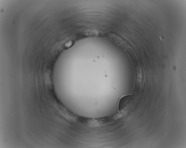 X0000076390616200610202106