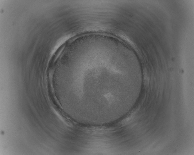 X0000076390626200610202105