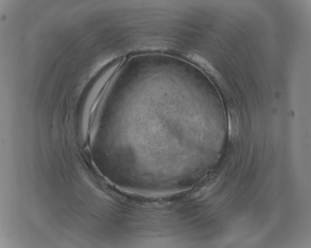 X0000076390627200610202105