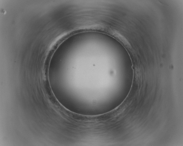 X0000076390628200610202105