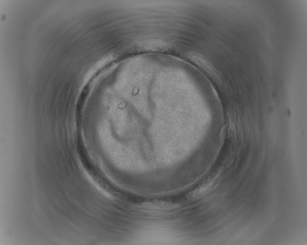 X0000076390630200610202105