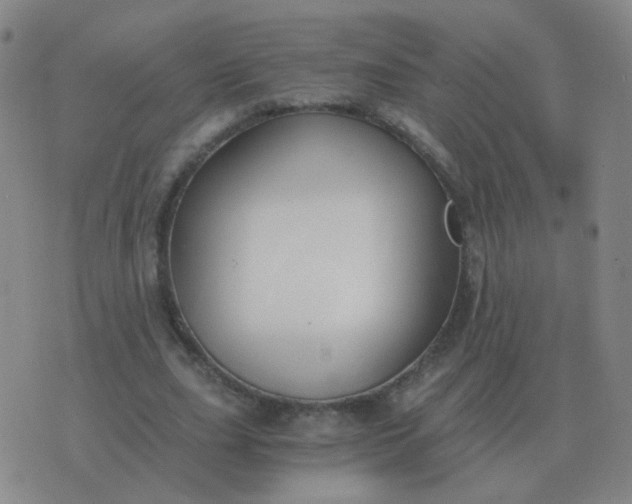 X0000076390631200610202105