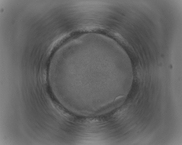 X0000076390640200610202105