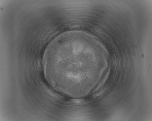 X0000076390654200610202105