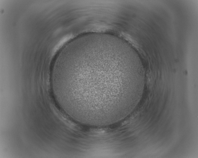 X0000076390679200610202105