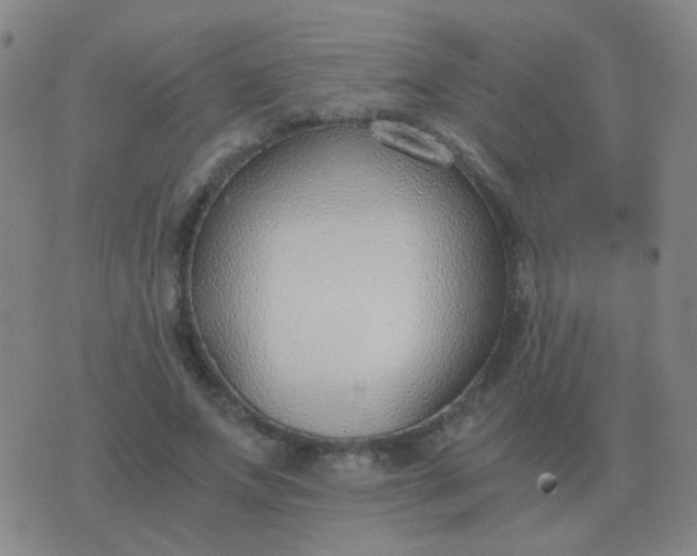 X0000076390687200610202105