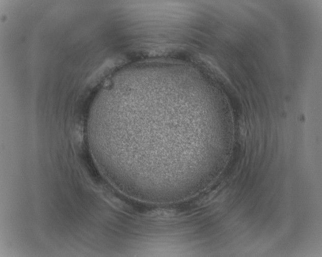 X0000076390691200610202105