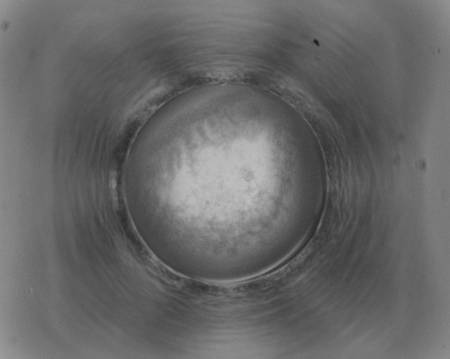 X0000076390696200610202105