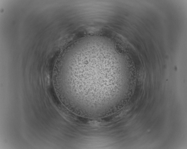 X0000076390703200610202104