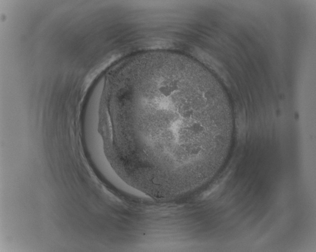 X0000076390721200610202103