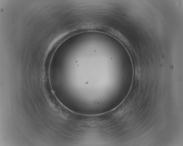 X0000076390724200610202103