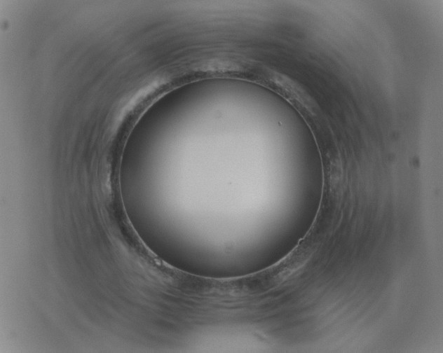 X0000076390727200610202103