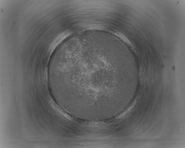 X0000076390790200610202103