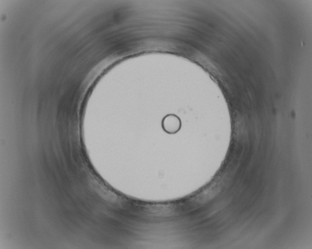 X0000076390836200610202102