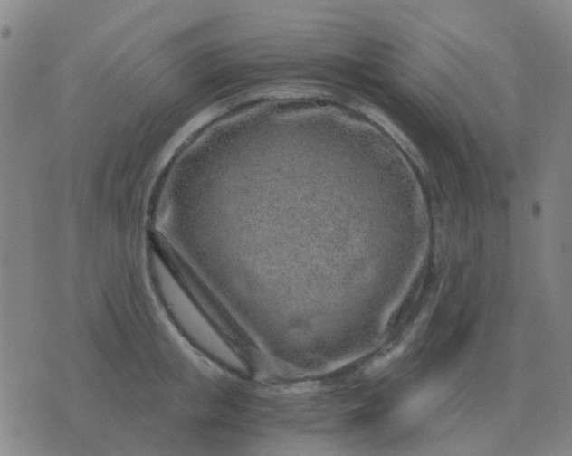 X0000076390853200610202102