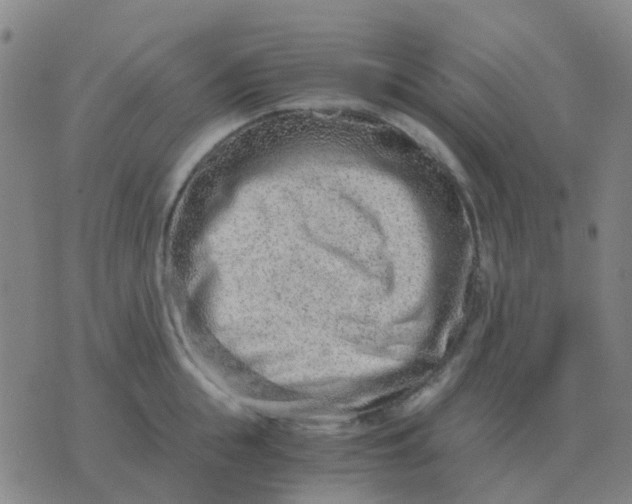 X0000076390855200610202102