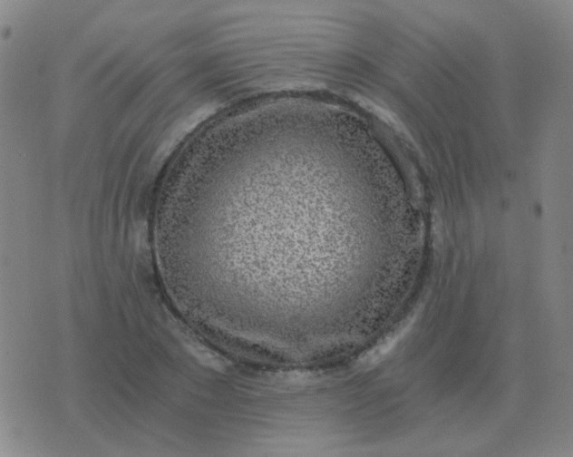 X0000076390881200610202101