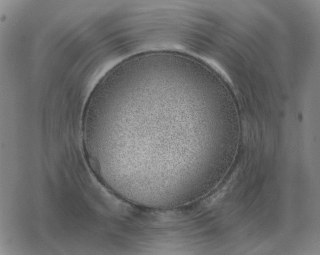 X0000076390895200610202101