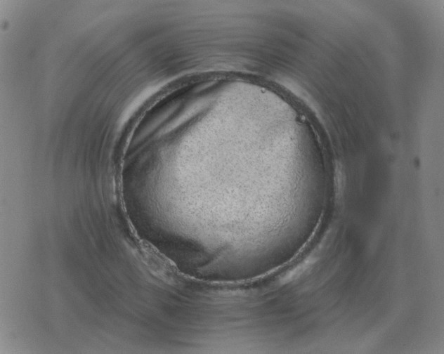 X0000076390925200610202100