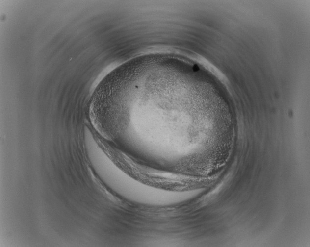 X0000076390953200610202101