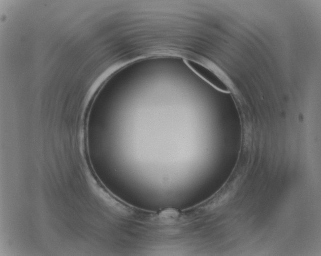 X0000076390955200610202101