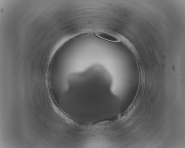 X0000076390958200610202101