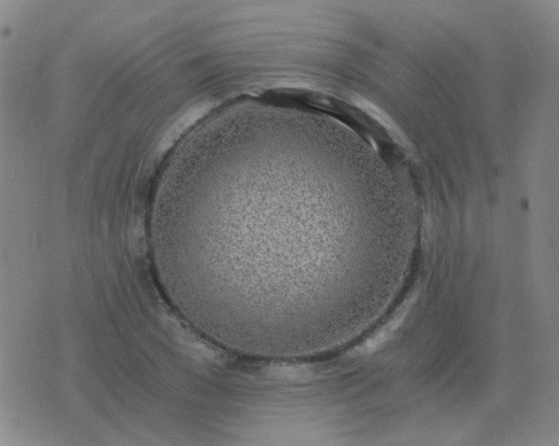 X0000076390977200610202100